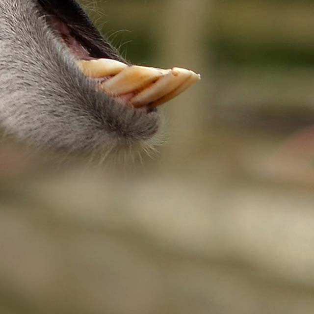 Zoomed In Level 95 lösung Deutsch