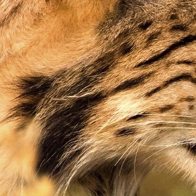 Zoomed In Level 184