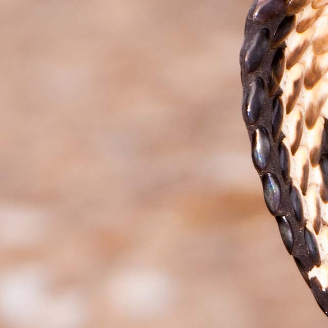 Zoomed In Nivel 31