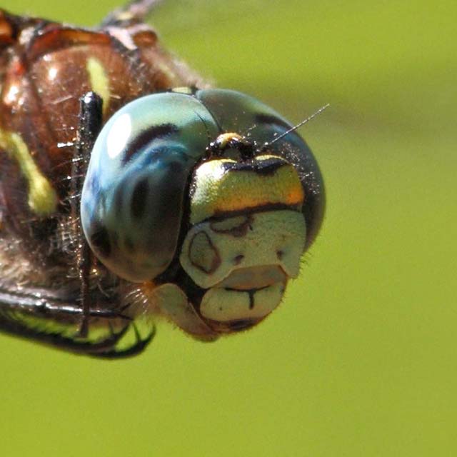 Zoomed In Nivel 88