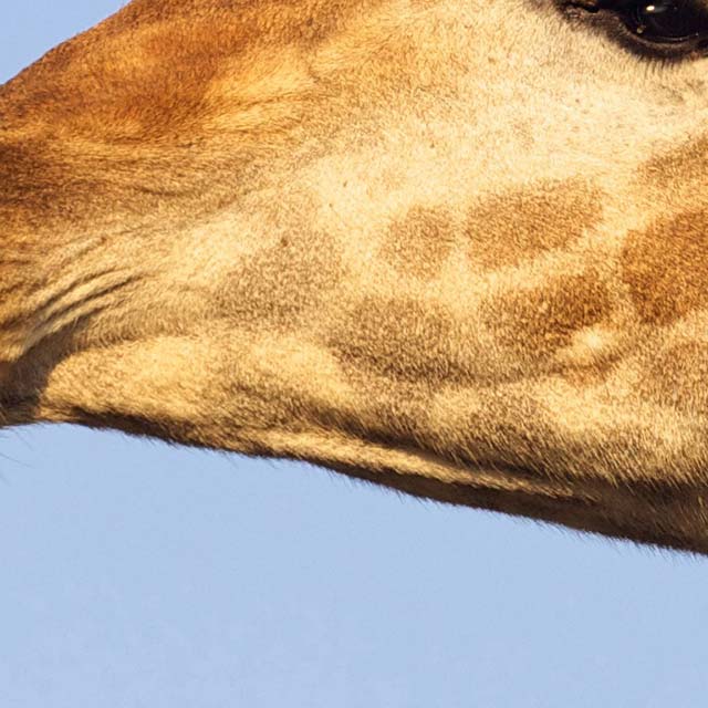 Zoomed In Nivel 62
