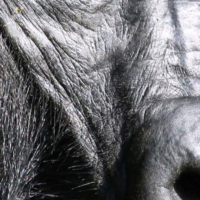 Zoomed In Nivel 155