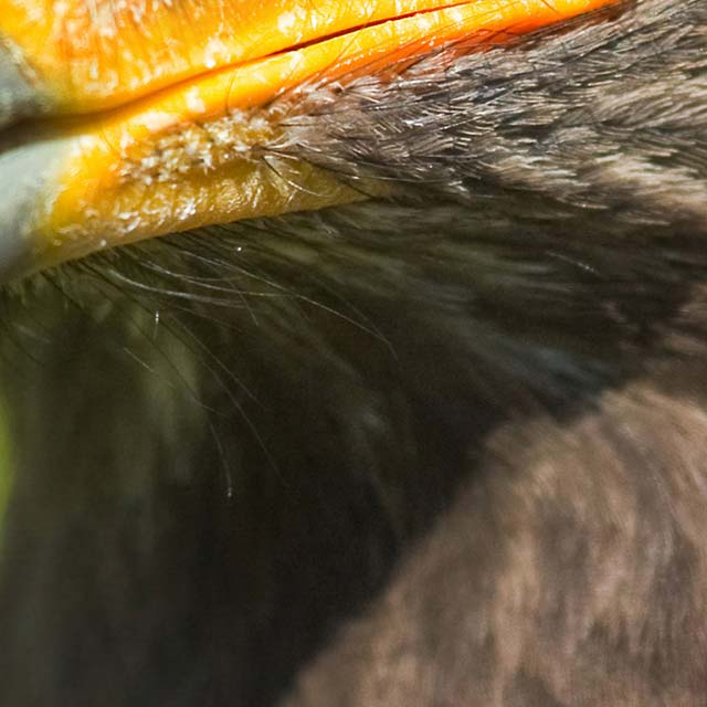 Zoomed In Nivel 207