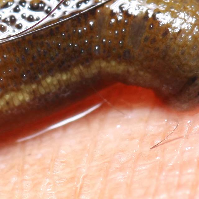 Zoomed In Nivel 167