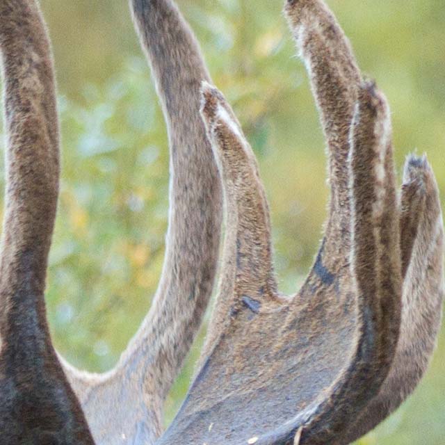 Zoomed In Nivel 158