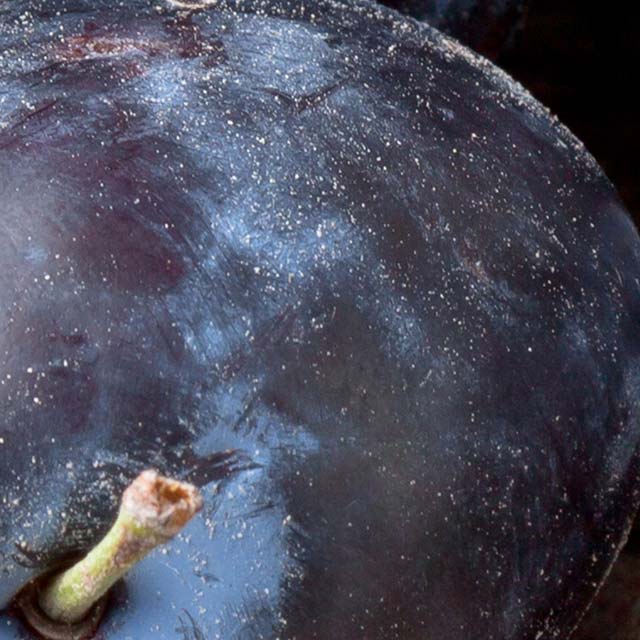 Zoomed In Level 199