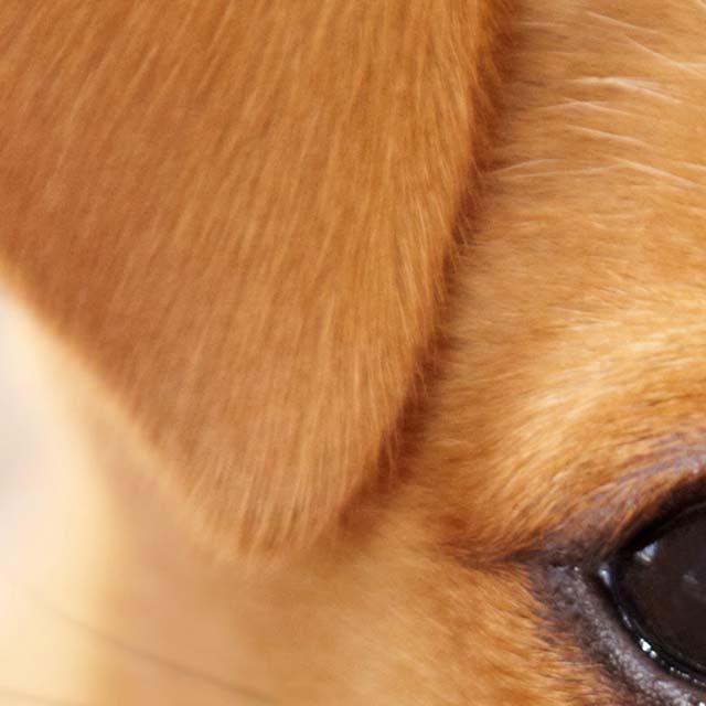 Zoomed In Nivel 8